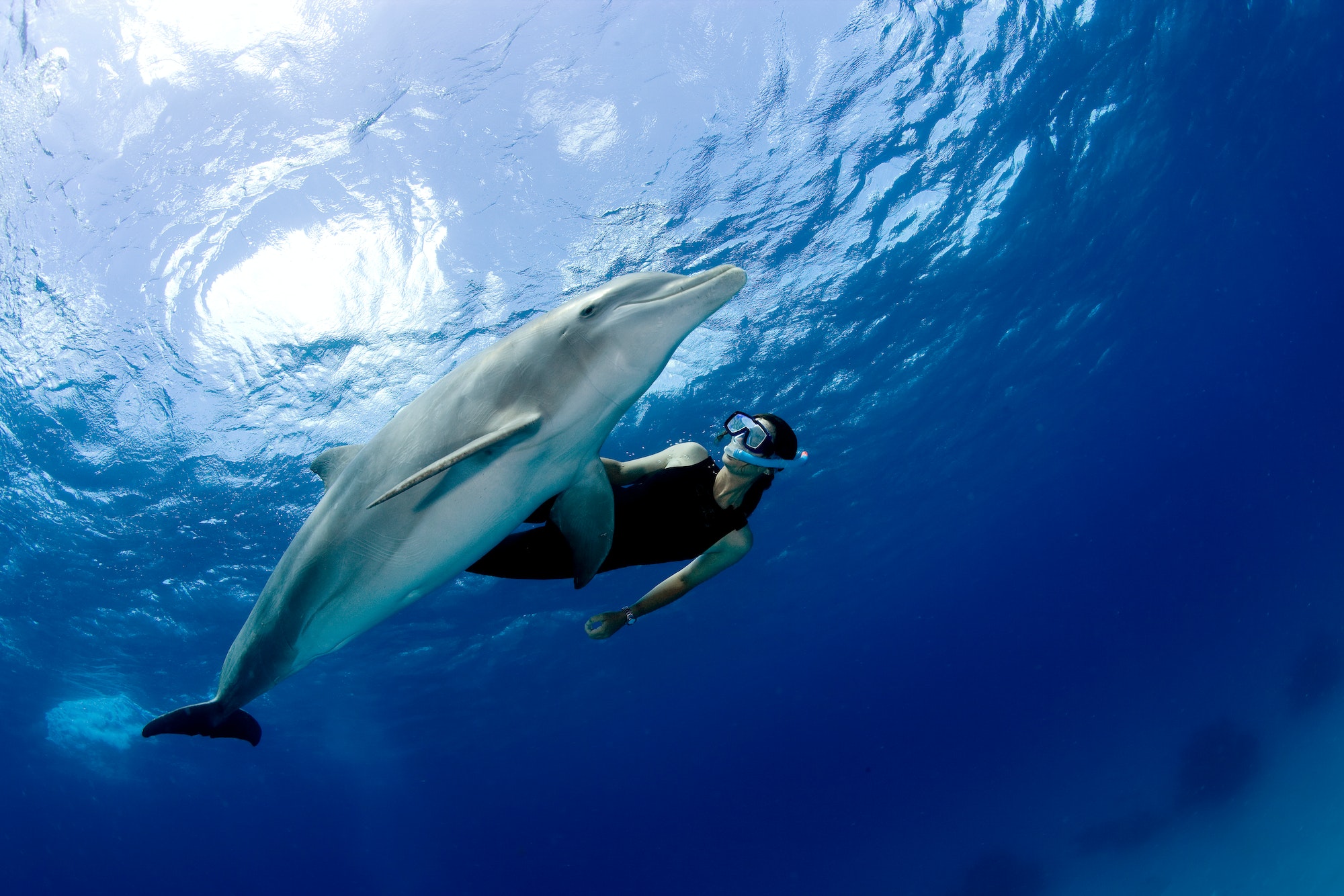 Snorkeler with dolphin.