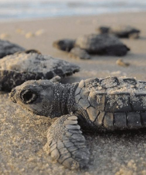 Captura-de-pantalla-2023-11-03-a-las-16.31.53