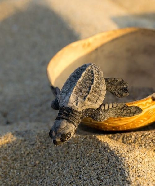 LIBERACION-DE-TORTUGAS-13