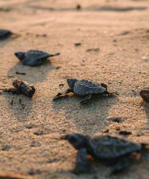 Vivemar_Liberacion-–-monitoreo-nocturno-new-3