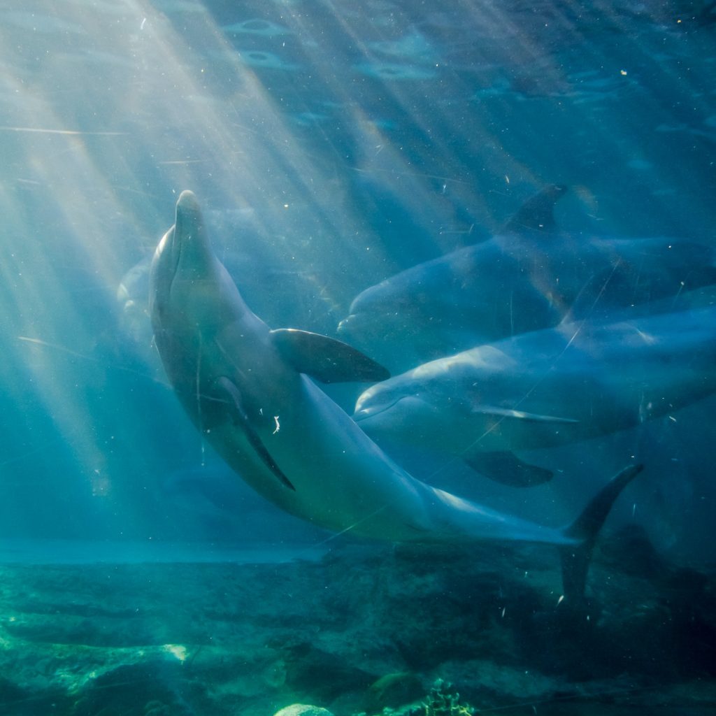 Beautiful dolphins swimming in the sun rays