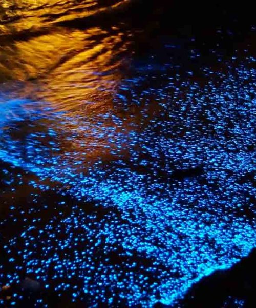playas-bioluminiscentes